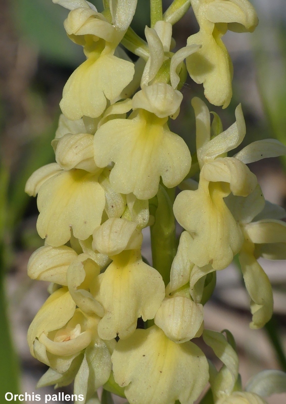 Una giornata tra le orchidee da Villetta Barrea a Scanno - 16 giugno 2021